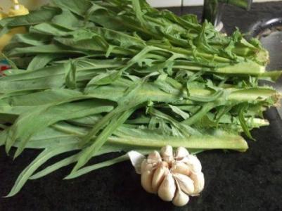5.苦麥菜