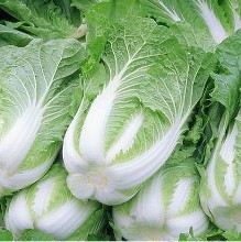 17.夏陽白菜